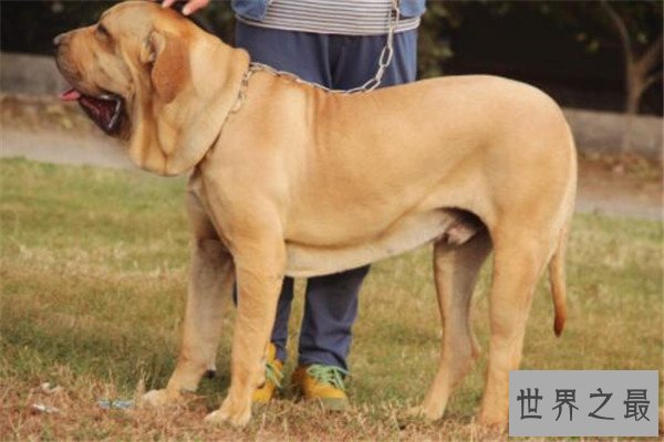 世界十大凶犬最新排名 第七被称为杀人犬，建议最好别养