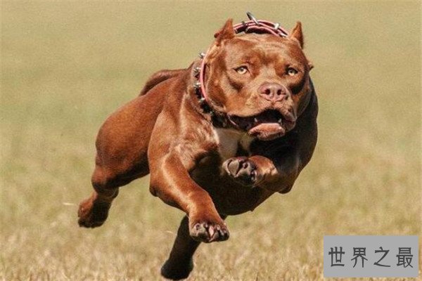 世界十大凶犬最新排名 第七被称为杀人犬，建议最好别养