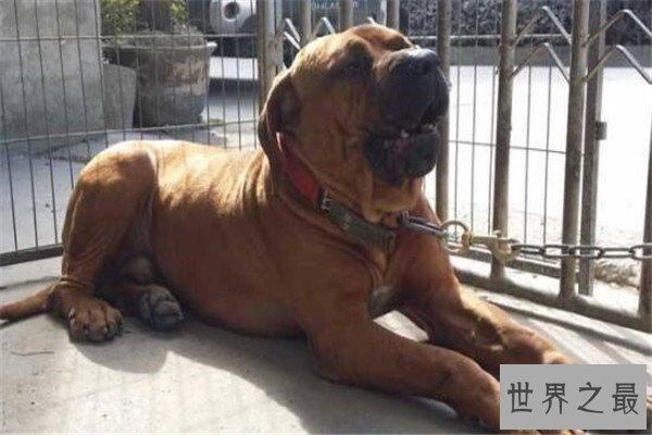 世界十大凶犬最新排名 第七被称为杀人犬，建议最好别养