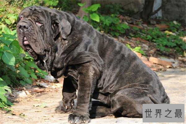 世界十大凶犬最新排名 第七被称为杀人犬，建议最好别养