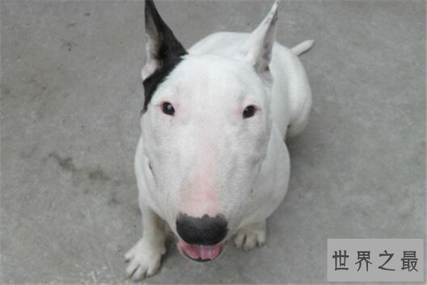 世界十大凶犬最新排名 第七被称为杀人犬，建议最好别养