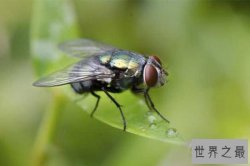 十大动物反应速度排行：跳蚤、鳄鱼上榜，第一竟然是它