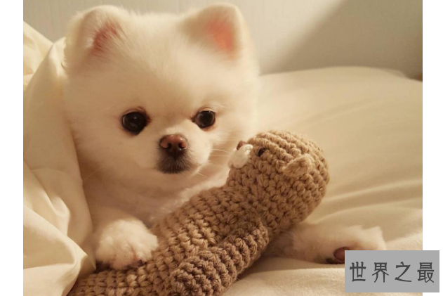 世界十大最漂亮的狗排名榜 微笑天使萨摩耶位列第一