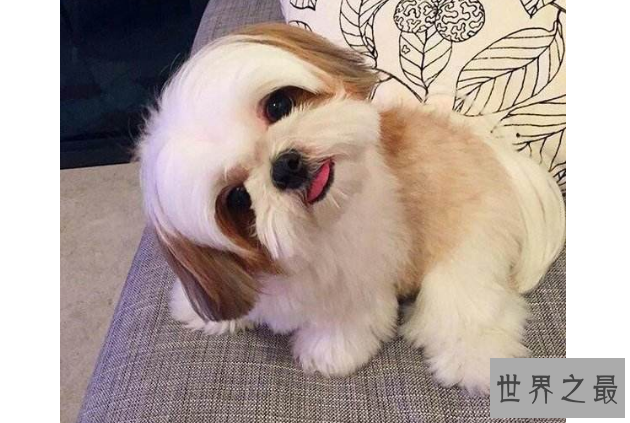 世界十大最漂亮的狗排名榜 微笑天使萨摩耶位列第一