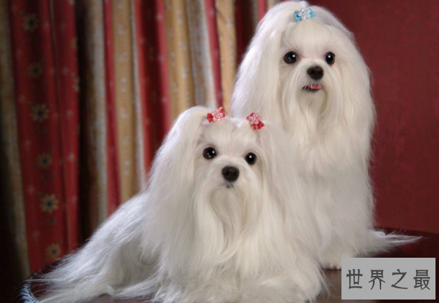 世界十大最漂亮的狗排名榜 微笑天使萨摩耶位列第一
