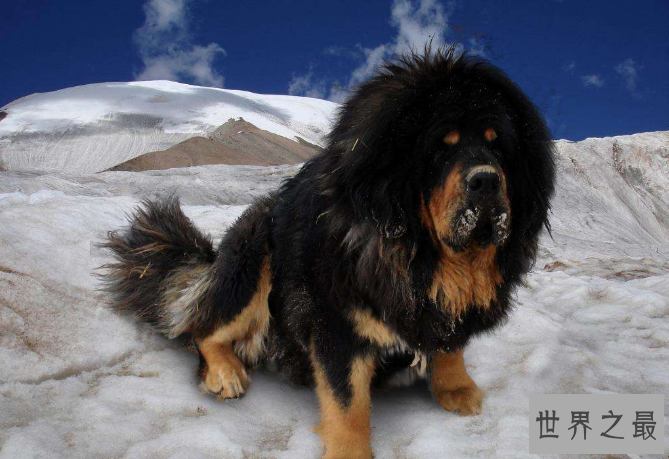 世界十大强悍的狗狗 藏獒仅列第五，第一外号战神