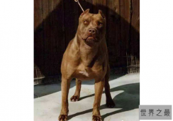 世界十大强悍的狗狗 藏獒仅列第五，第一外号战神