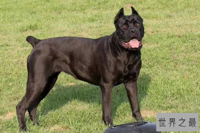 世界十大强悍的狗狗 藏獒仅列第五，第一外号战神