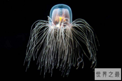 世界十大最长寿的动物 第一名违背自然规律，能够永生不死