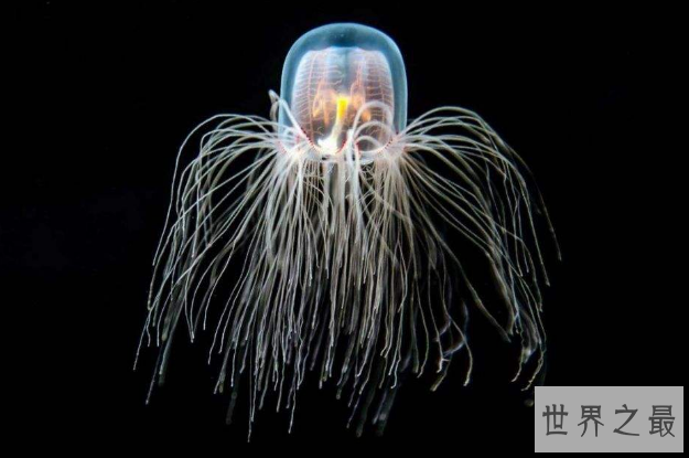 世界十大最长寿的动物 第一名违背自然规律，能够永生不死