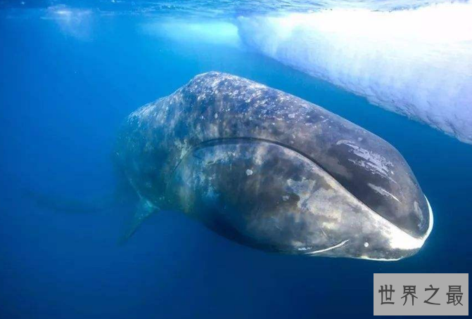 世界十大最长寿的动物 第一名违背自然规律，能够永生不死