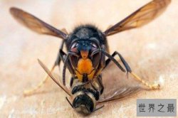 世界十大最危险昆虫 第一相当恐怖跳蚤第十让人厌恶