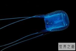世界十大最毒的动物盘点 盒水母三十秒致人死亡