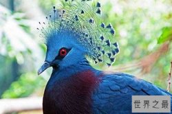 世界十大最美丽的鸟类 锦鸡是我国的二级保护动物