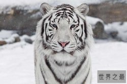 世界十大最漂亮动物 白虎不仅颜值很高同时还是祥瑞代表