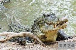 世界十大最凶残鳄鱼 咸水鳄又叫做杀人鳄相当厉害