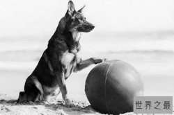 世界上十大最出名的动物 任丁丁是最早的动物电影明星