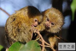 世界上十大最小动物 胖婴鱼要通过显微镜观察