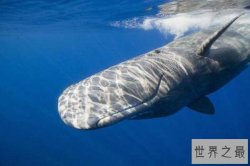 世界上十大嗓门最高的动物 抹香鲸第一分贝高达230