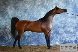 世界十大最贵的马 第一世界最古老价值十万美元
