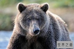 世界十大最危险的狩猎动物 第八的野猪也会吃人