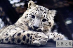世界十大濒临灭绝的动物 第一被称雪山之王是保护动物