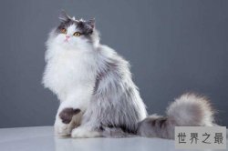 世界十大最漂亮的猫咪 暹罗猫仅第二波斯猫登顶