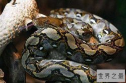 世界十大最长的蛇 网纹蟒登顶身长可达14.85米长