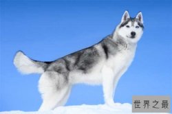 世界十大最漂亮的狗 西伯利亚雪橇犬有着狼的外表