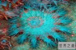 世界十大有毒鱼类 河豚仅第八第一的被称为“吸血鬼鱼”