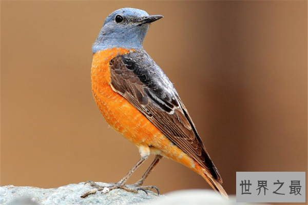 飞的最低的鸟排名