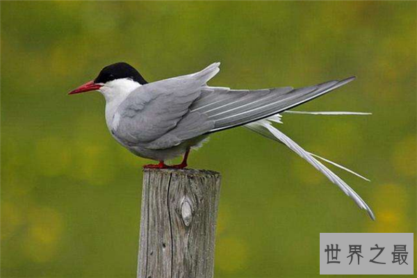 飞的最低的鸟排名