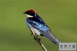 飞的最低的鸟排名 尖尾雨燕上榜麻雀相当机敏常见
