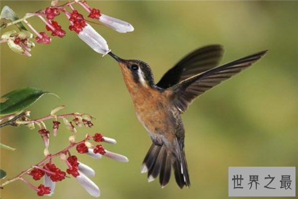 飞的最低的鸟排名