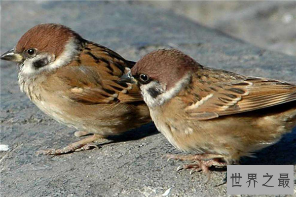 飞的最低的鸟排名