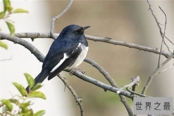 飞的最低的鸟排名