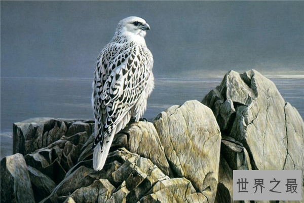 飞的最低的鸟排名