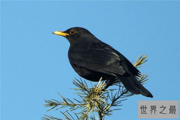 飞的最低的鸟排名