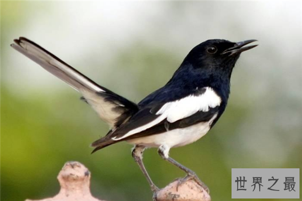 飞的最低的鸟排名