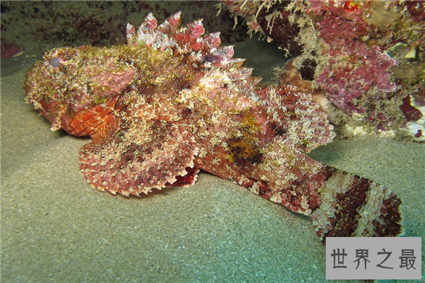 海里最可怕的动物排行榜