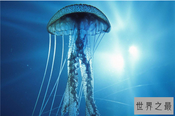 海里最可怕的动物排行榜