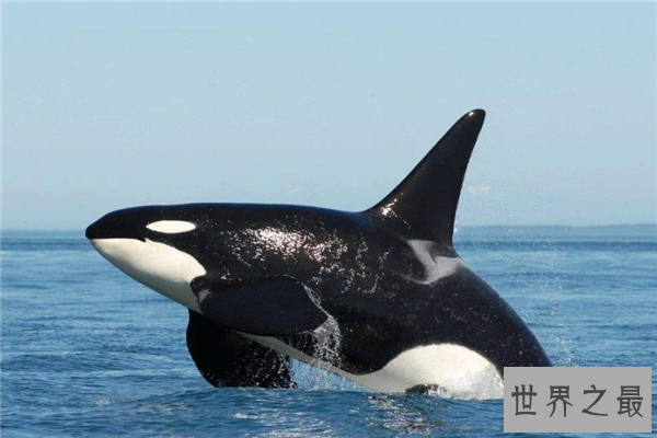 海里最可怕的动物排行榜