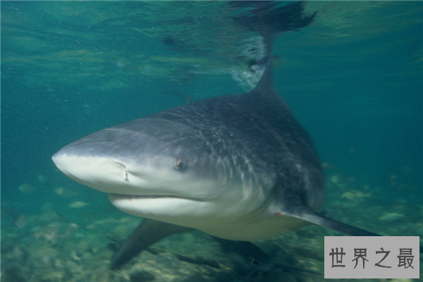 海里最可怕的动物排行榜