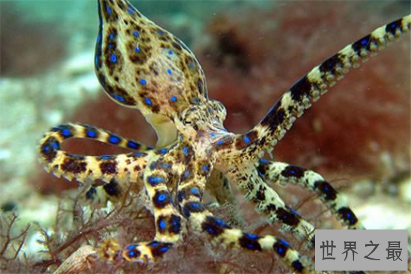 海里最可怕的动物排行榜