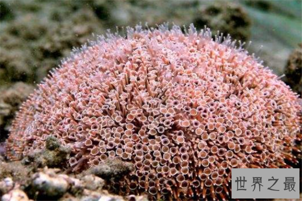 海里最可怕的动物排行榜