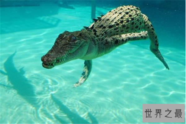 海里最可怕的动物排行榜