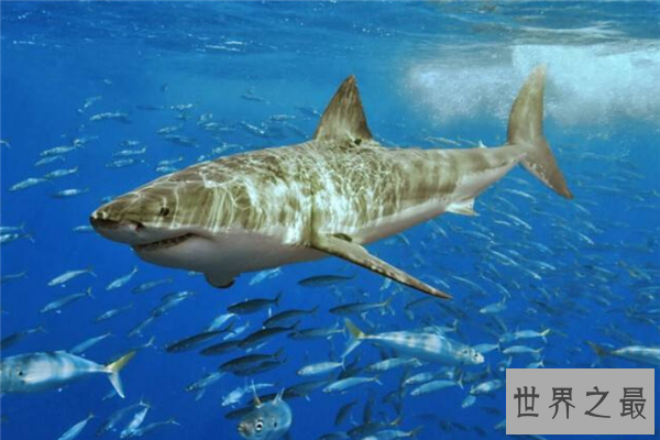 海里最可怕的动物排行榜