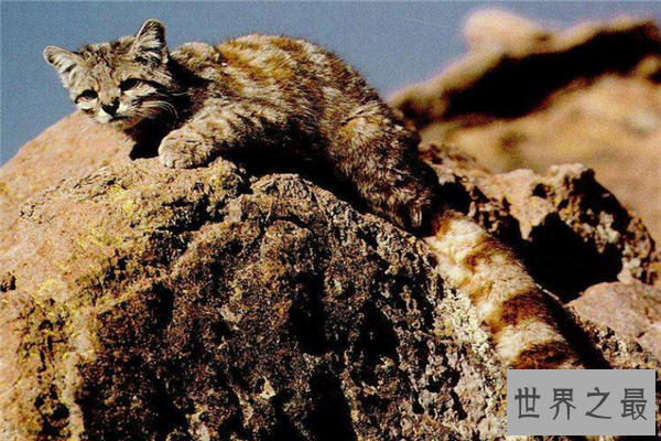 中型猫科动物实力排名