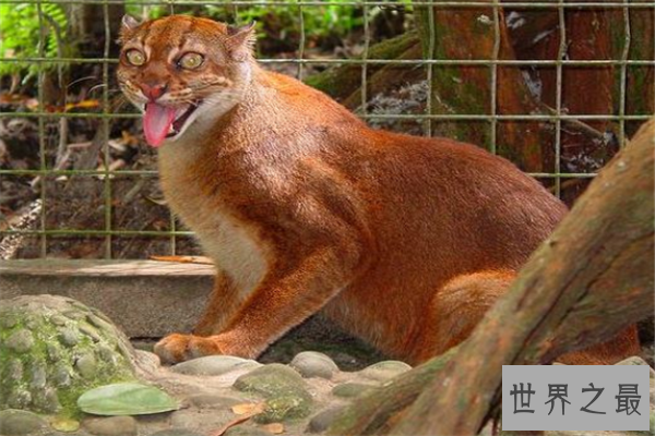 中型猫科动物实力排名