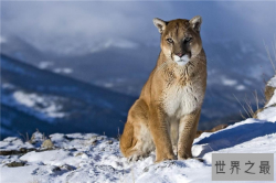 中型猫科动物实力排名 美洲狮相当危险非洲金猫会猎杀家禽